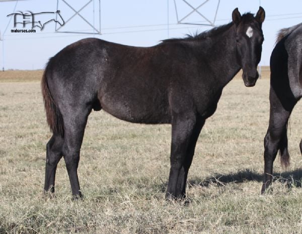 Blue Breeze's 2022 Blue Roan Colt